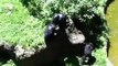 Chimpanzees go APE at the John Ball Park Zoo!