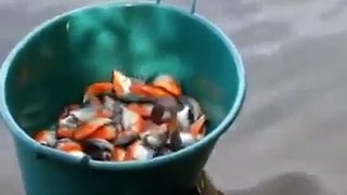This is how they fish piranhas in Brazil