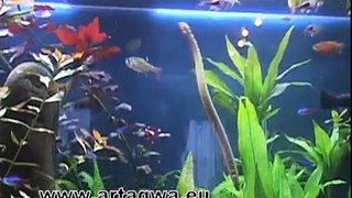 walka trzciniaków, trzciniak  Ropefish