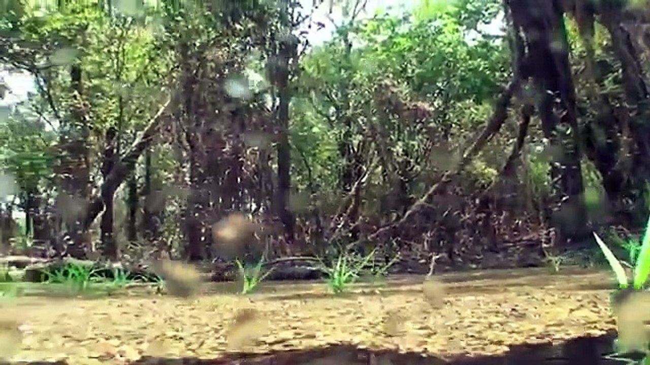 Discus fish in natural habitat