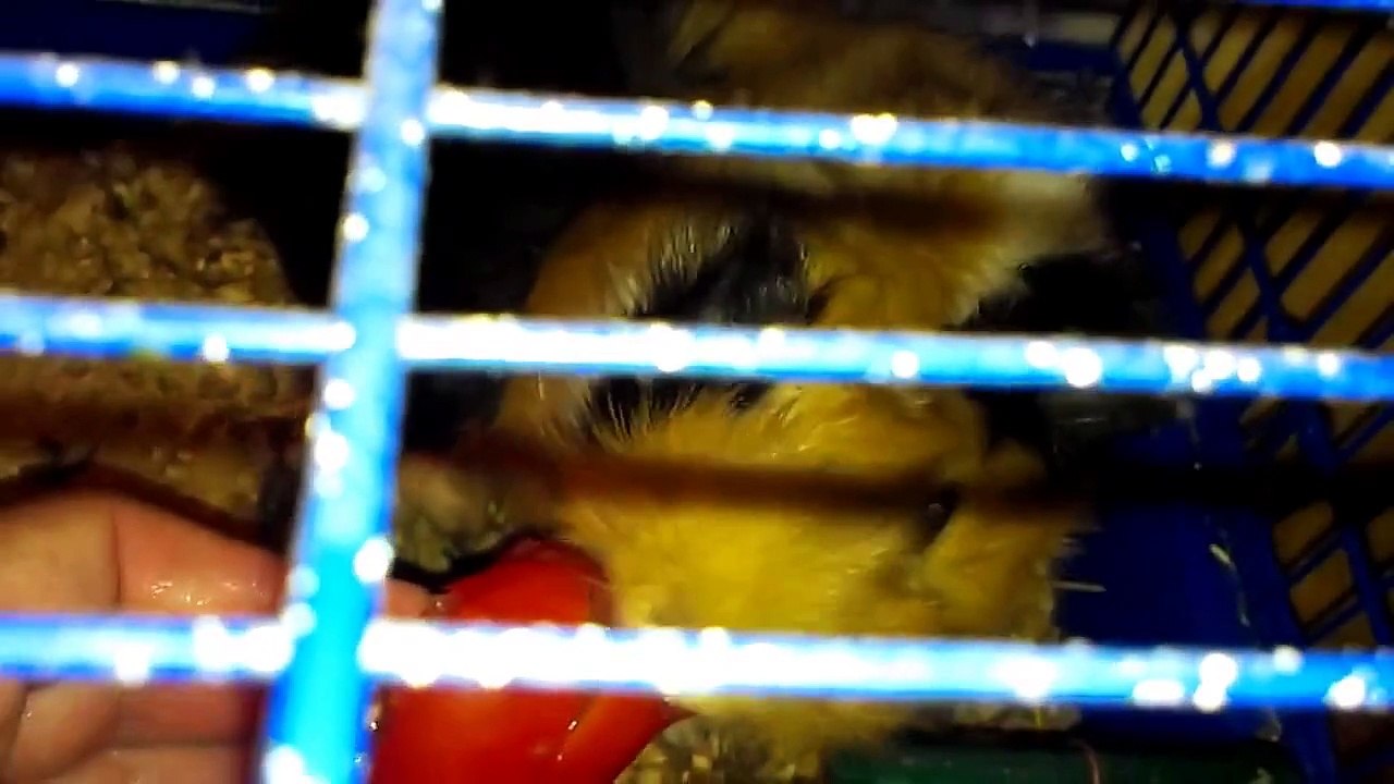 Animal Planet Pakahontis Foontickus