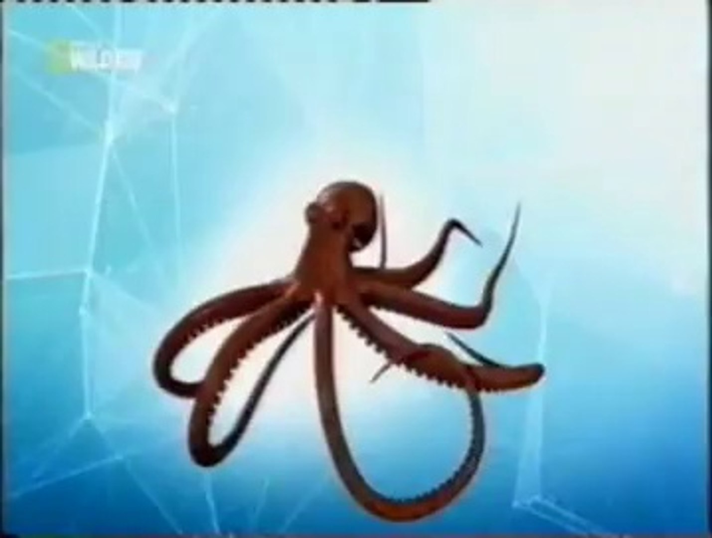 Glándula de tinta en pulpo