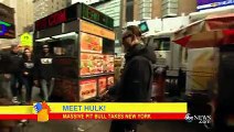Pit Bull Called 'Hulk,' 175-Pound Dog Walks NYC - Good Morning America - ABC News