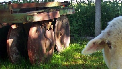 TONINO GUERRA - "La Pecora" - Interprete: Antonio Maria Magro