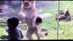 Funny animal fails compilation || Animals attack fails kids at the zoo ||Funny Compilation 2015