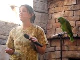 Groucho, the Yellow-Naped Amazon parrot @ Flights of Wonder Disney's Animal Kingdom