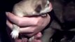 12 hour old Alaskan Malamute puppies for sale uk wales in 8 weeks