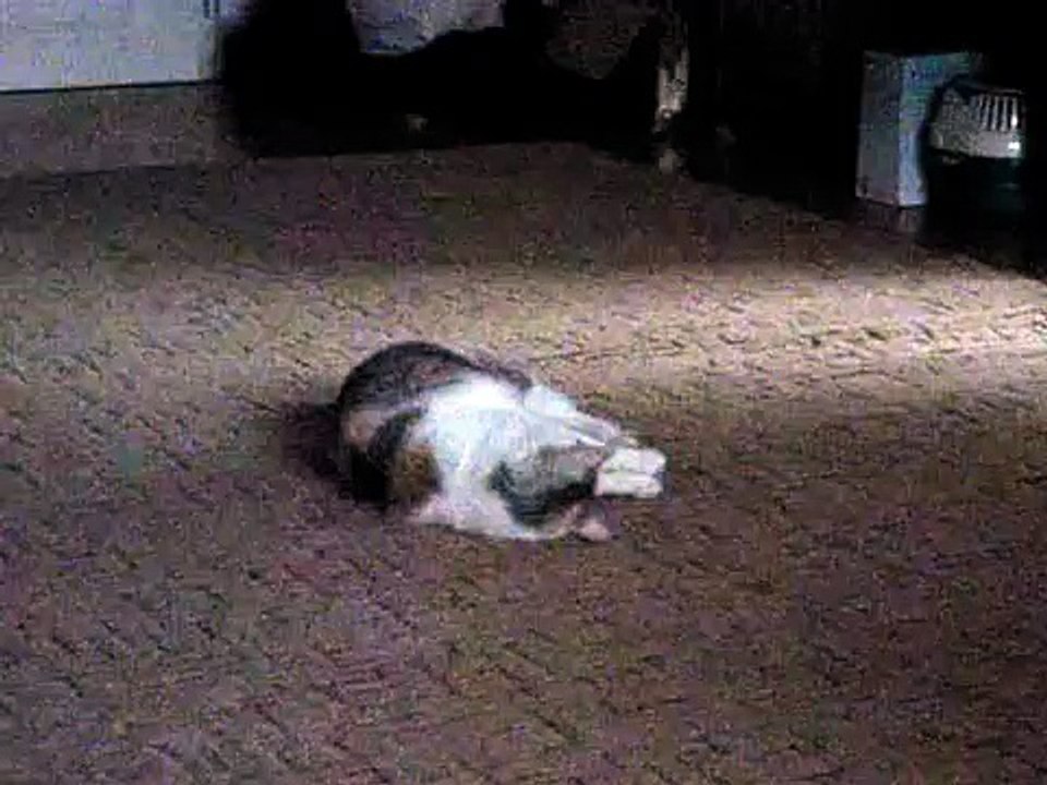 The funniest kitty and her wacky splits