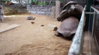 Giant tortoises ATTACK & FIGHT  ( HD )