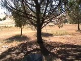Tying a Horse High-line between two trees - Knots - Rick Gore Horsemanship