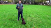 Dog School: Tips om je hond te leren apporteren