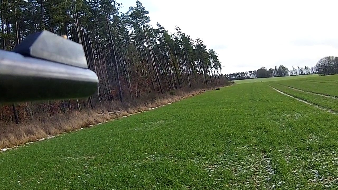 chasse sangliers 2015