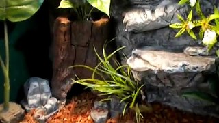 Acuaterrarios unidos para Iguanas Habitat Herp