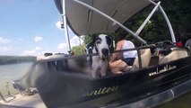 Summertime - Featuring Perry the Great Dane and Hero the Greyhound