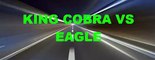 Eagle vs  Attacks Cobra, Animal Fight Videos Compilation Amazing of video animals HD