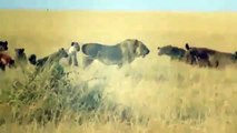 Hyenas attack lion , Lion VS Hyenas [ Animal Fights Documentary ]