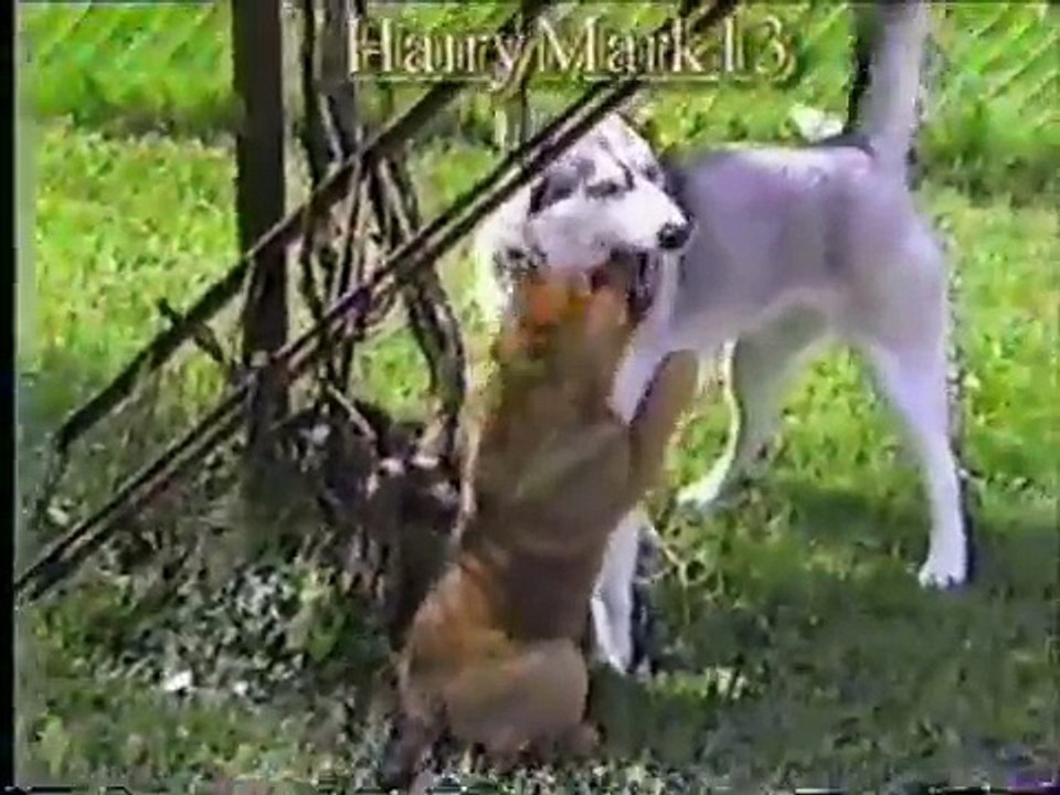 Chow Chow mix puppy wrestles a husky then an albino ferret.