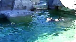 Otters playing Vancouver BC
