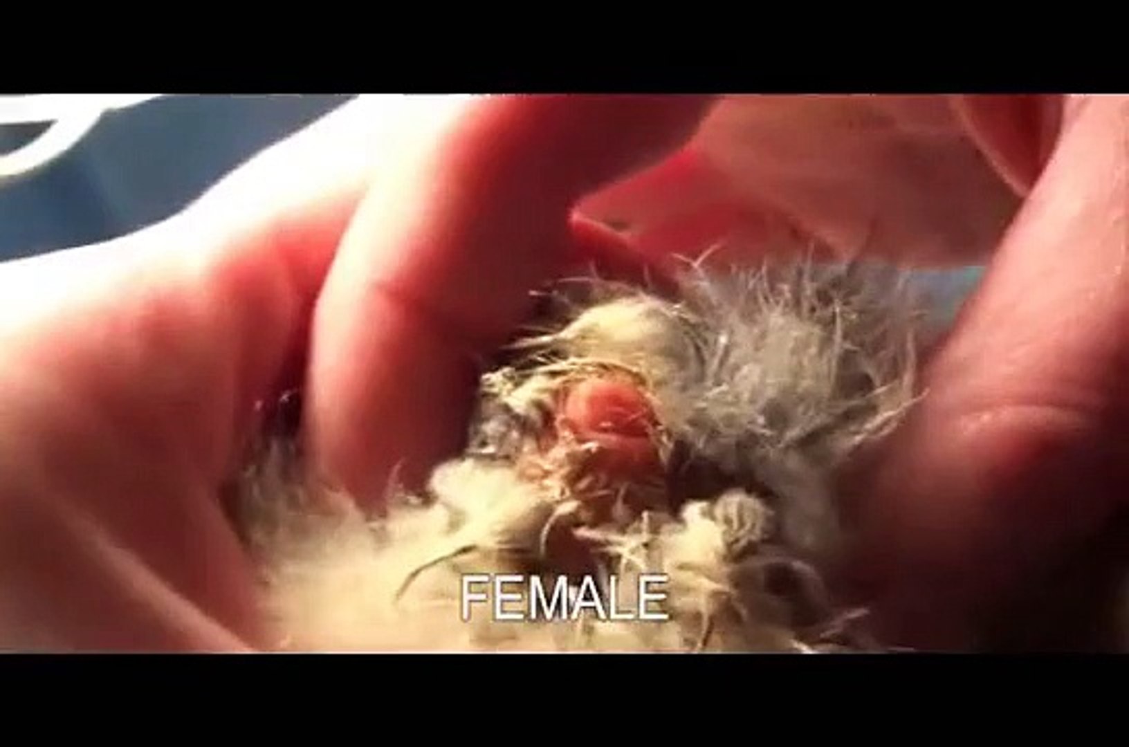 Vent Sexing Goslings Baby Geese Video Dailymotion