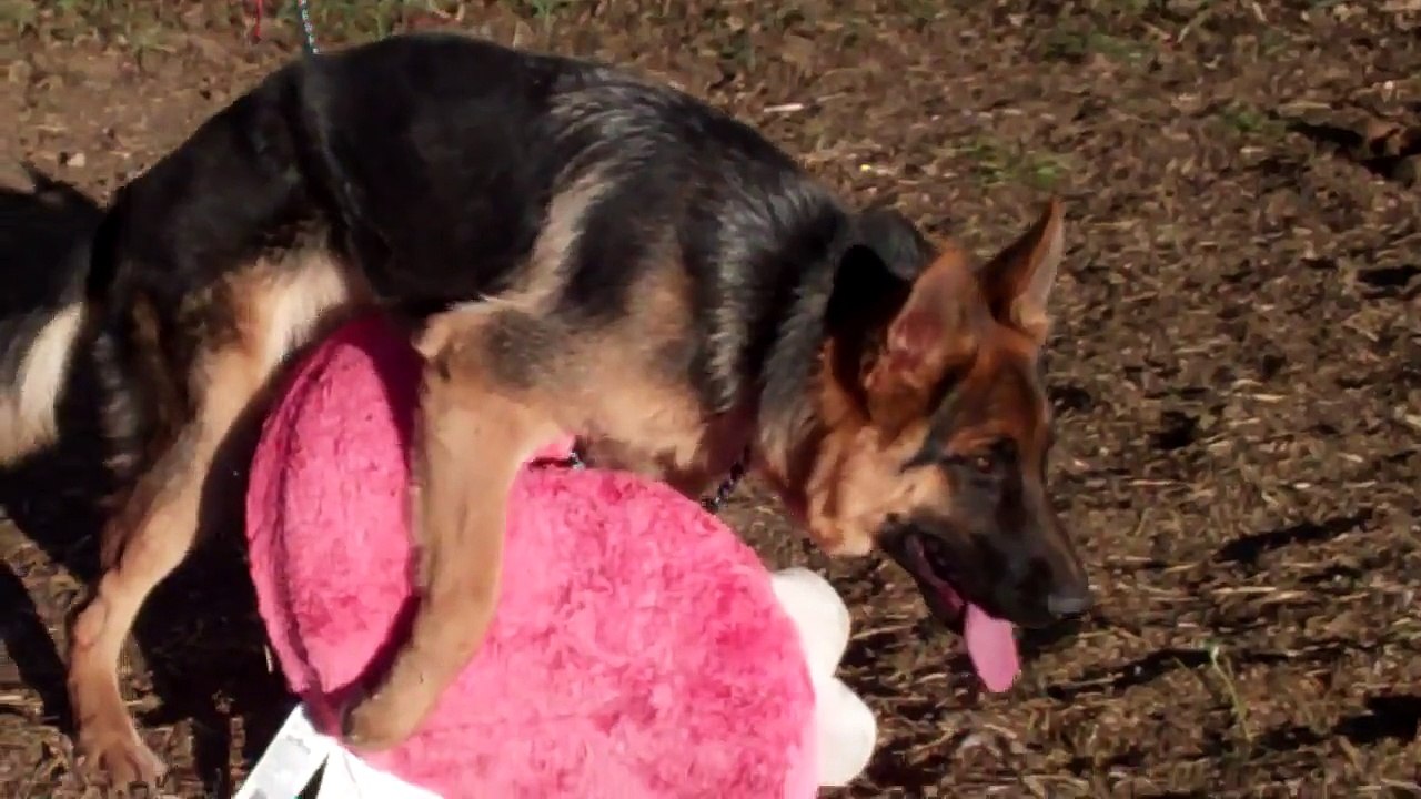 Dog's Best Girlfriend