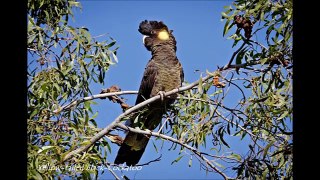 Top 40 Bird Songs