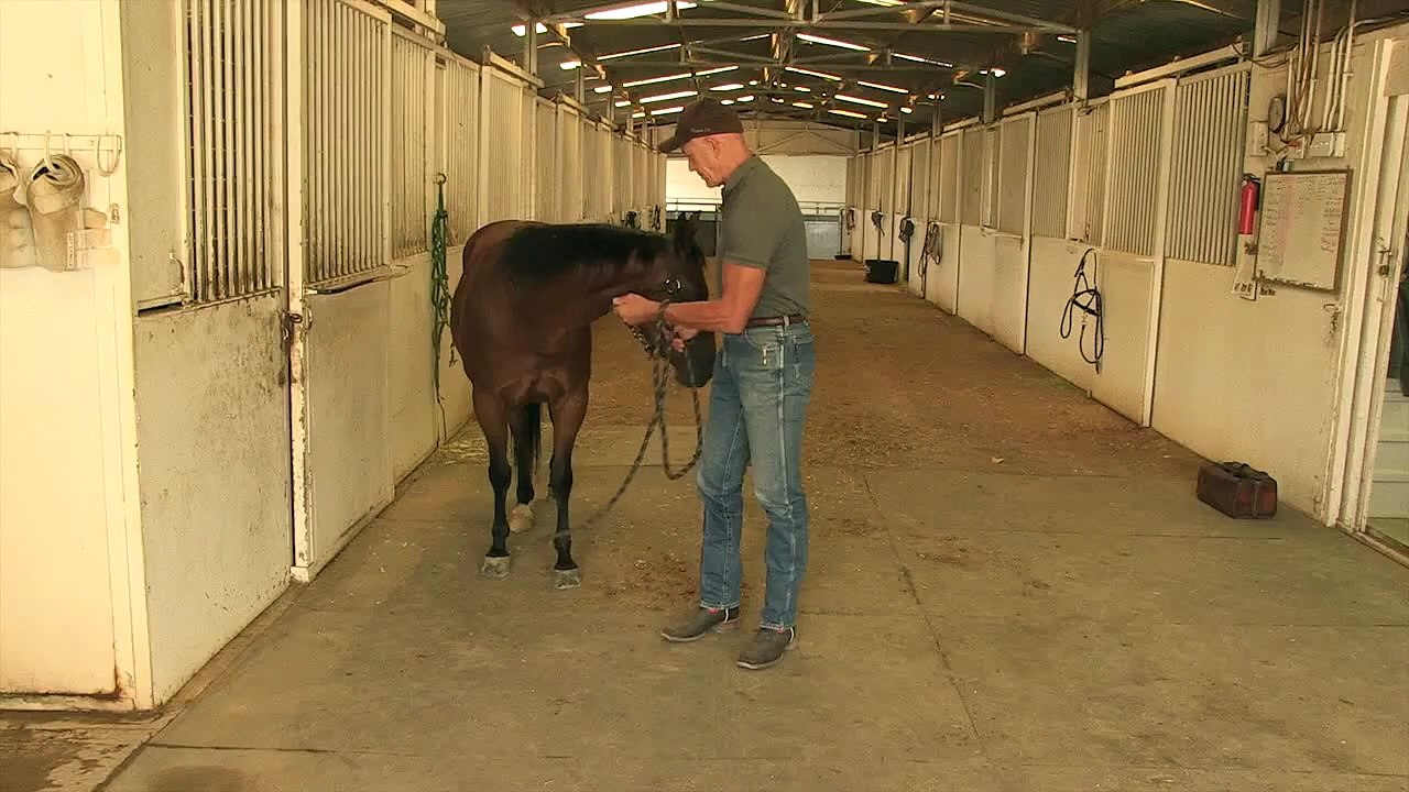 Equine Chiropractic with Horse Chiropractor, Geoff (Jeff) Clarke