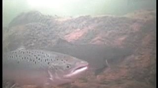 Atlantic Salmon at Corrib Fishery