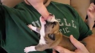 Cute Brown Puppy film debute- Sucking on finger