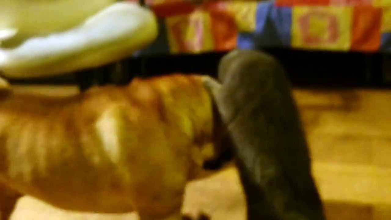 Sharpei playing with Scottish fold