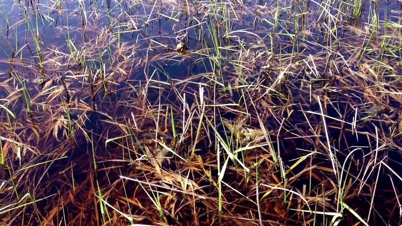 Surrounded by TOADS!