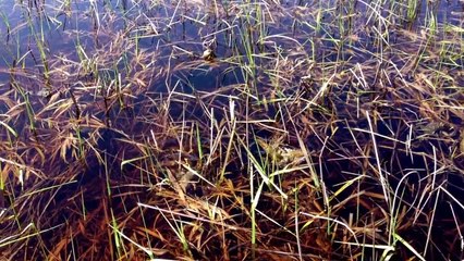 Surrounded by TOADS!