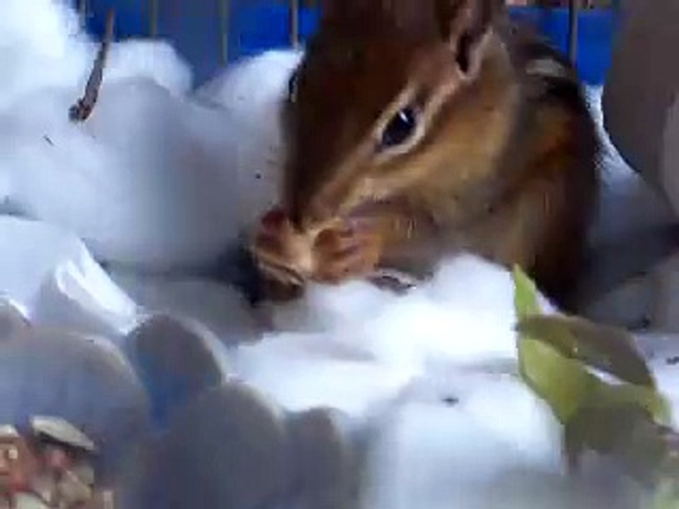 Squirrel Interferes with Filming of Chipmunk