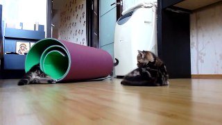 Funny Cat Documentary - Funny Cats Compilation, Funny Videos - See Now Funny Cat Moments Part 22