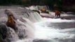 Bear Fight at Brooks Falls Then Bear Jumps Off Waterfall! - Live Camera Highlight