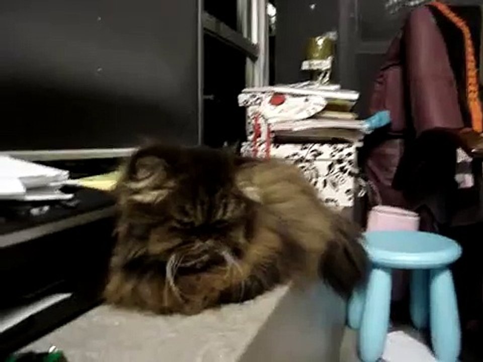 my cat making weird noises