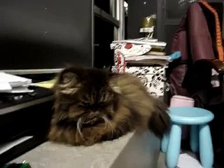 my cat making weird noises