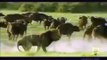 Buffalo vs Lions vs Tigers Amazing [Metamorphosis Documentary]