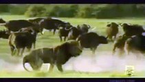 Buffalo vs Lions vs Tigers Amazing [Metamorphosis Documentary]