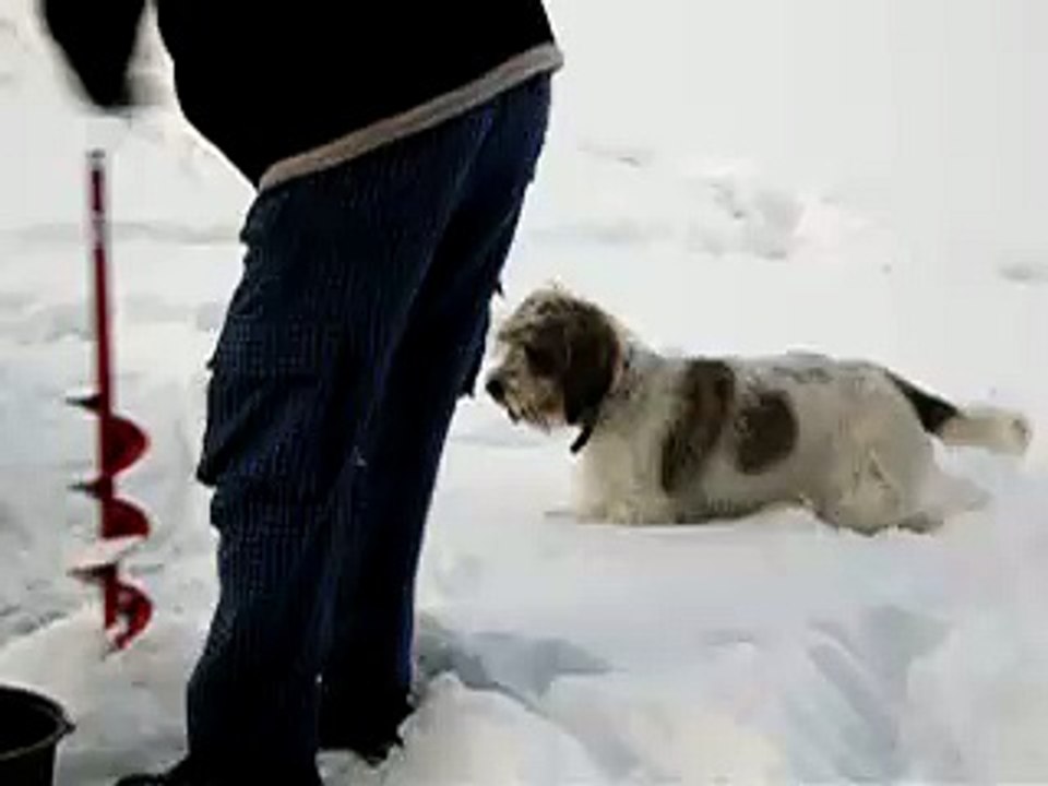 My Petit Basset Griffon Vendeen