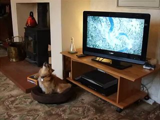 Our dog Tigger sings to Eastenders 22 June 2012