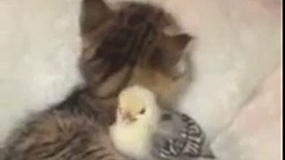 Kitten cuddles and licks small little chick Funny Animals