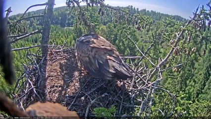 2015 08 03 10h36m54s juras erglis EagletScreamingInFemaleFliesByWithFishEagletOutFemaleBringsFishEag