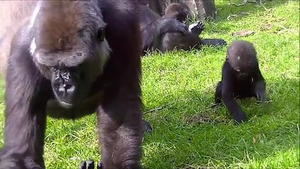 Gorillas @Burgers' Zoo 30 September 2014 part 47