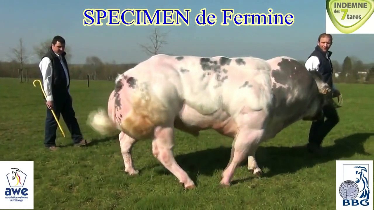 SPECIMEN DE FERMINE