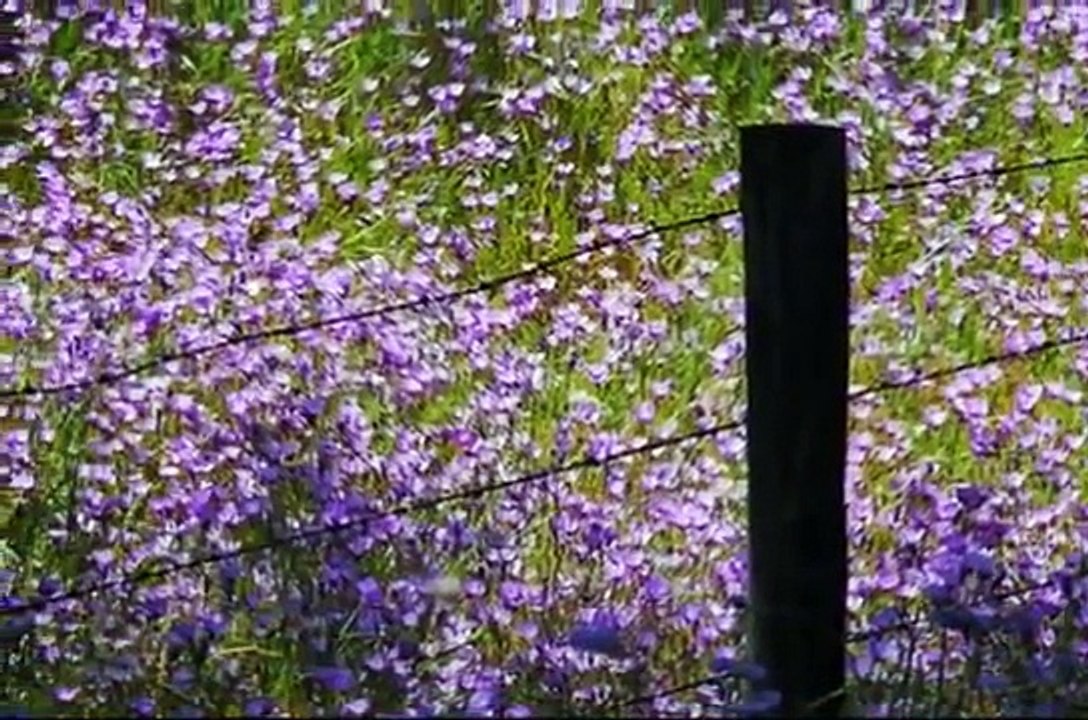 Bandari - The Sounds Of Silence
