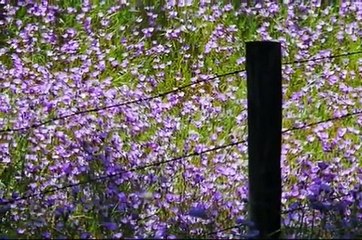 Bandari - The Sounds Of Silence