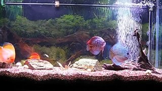 Discus fish with new lighting system