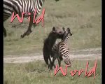 animales salvajes mundo salvaje hiena cazando a una cebra