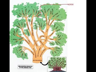 Film om norsk språkhistorie