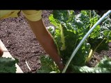 PSL In the Kitchen Video #1: How-to Cook Swiss Chard (How Farmer Fred Cooks His Swiss Chard)